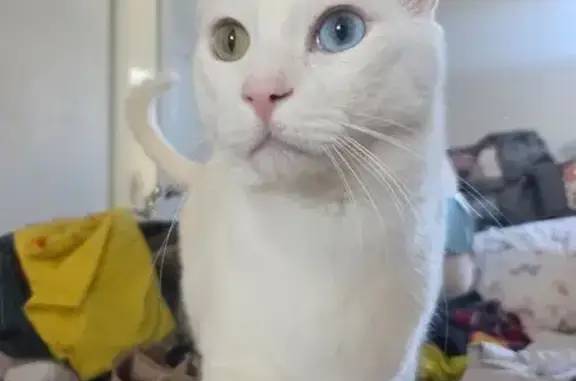 Missing cat Male, Dodge Center (usl533348) - photo