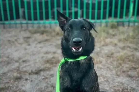 Lost male dog, West Sahuaro Street, Tucson - brindle with one ear up - photo