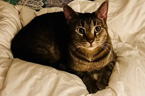 Lost pets Minnetonka, photo: Lost male cat, Holiday Road, Minnetonka - grey tabby