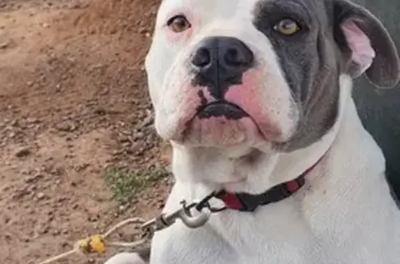 Missing dog Male, Phoenix (usl533351) - photo