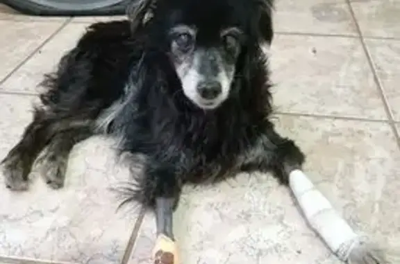 Cachorro perdido Fêmea (brl002520) - photo