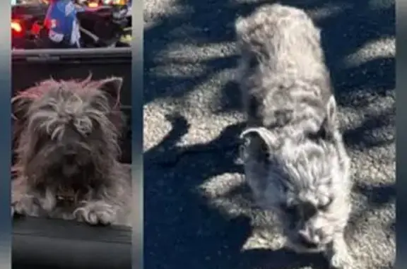 Lost male dog, Sandlake, Beaver - mixed small breed - photo