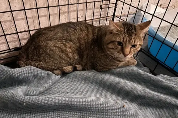 Lost male cat, 47th Avenue, Queens - grey with green eyes - photo