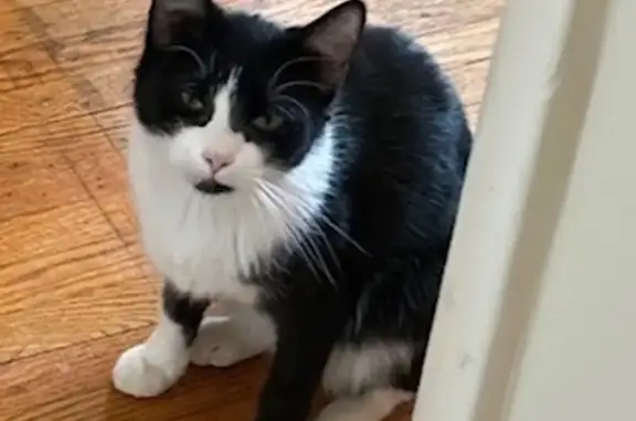 Missing cat Rochester, photo: Lost female cat, Linden Avenue, Rochester - black and white tuxedo coat