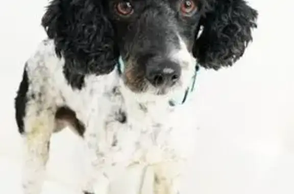 Lost pets Woodbury, photo: Lost male dog, Saint Croix Road, Woodbury - Miniature Poodle with black spots