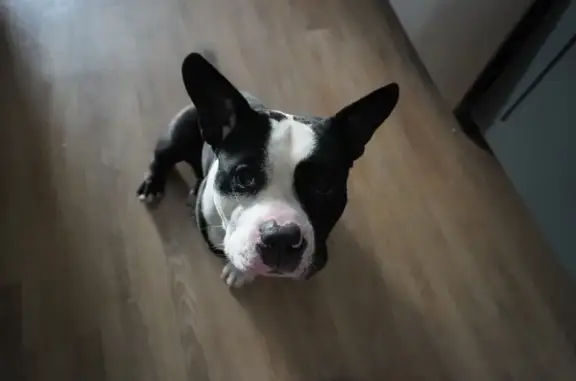 Found pets Dallas, photo: Found male dog, North Crawford Street, Dallas