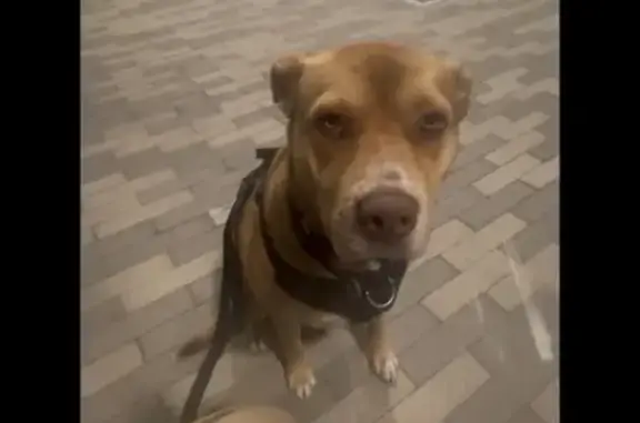 Found dog San Diego, photo: Found dog, Mission Bay Drive, San Diego