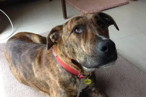 Missing dog Sydney, photo: Lost female dog, Lonergan Drive, Queanbeyan-Palerang Regional Council - brindle coat with white chest