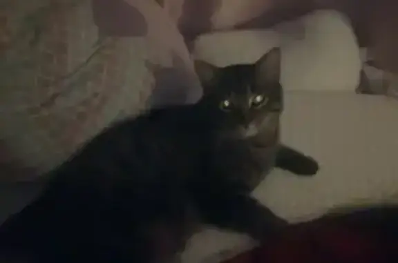 Lost pets North St. Paul, photo: Lost male cat, 14th Avenue East, North St. Paul - tabby, neutered, chipped