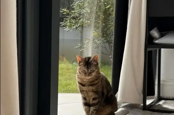 Chat perdu, Artigues-près-Bordeaux, Paris - femme, petite chatte craintive - photo