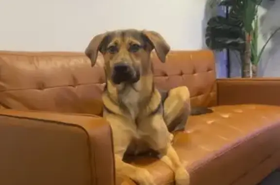 German short hair pointer x mastiff. Big floppy ears.