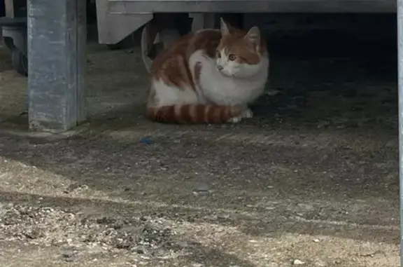 Animaux trouvés Paris, photo: Trouvé Chat, Rue de Bully, 60, Aix-Noulette, Paris - roux et blanc