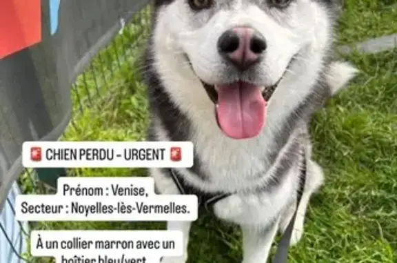 Chien perdu Paris, photo : Chien perdu, Cuinchy, Hauts-de-France - Husky aux yeux marrons