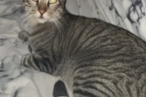 Perdido gato masculino, Carrer del Marqués de Campo, 16, Dénia - photo