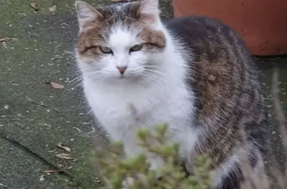 Chat perdu, Rue de Verdun, Vernon - extrêmement craintive - photo