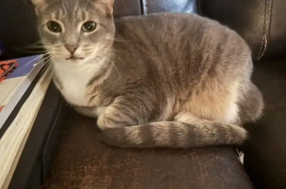 Lost female cat, Arundel Road, Pasadena - named Sushi - photo