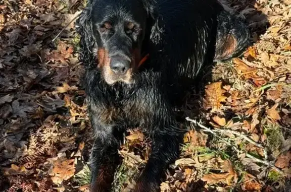 Animaux perdus Ruffiac, photo: Chien perdu, Ruffiac, Nouvelle-Aquitaine - collier GPS dogtra