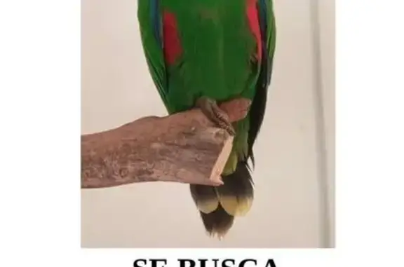 Perdido ave masculino, Carrer de la Rosa d'Alejandría, L'Hospitalet de Llobregat - loro verde intenso - photo