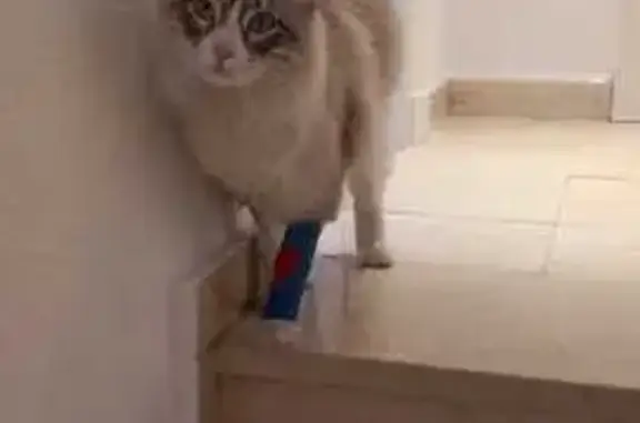 Gatos perdidos, Malaga, foto: Perdido gato masculino, San Pedro Alcántara, Malaga - blanco y gris