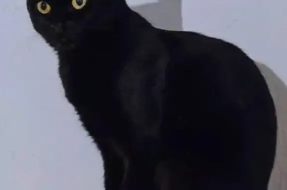 Chat perdu, Chemin du Pont de Bois, Toulon - chatte noire vaccinée et pucée - photo