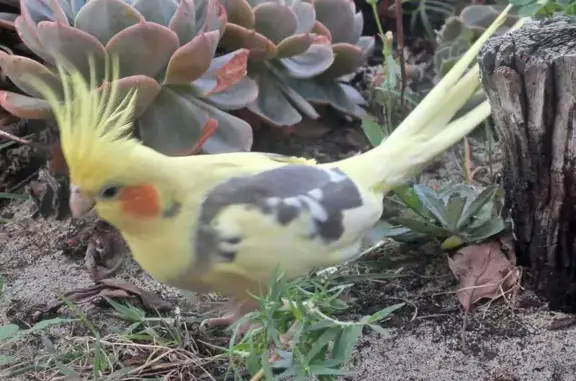 Lost female bird, Melville, Western Australia - orange cheek, grey/yellow feathers - photo