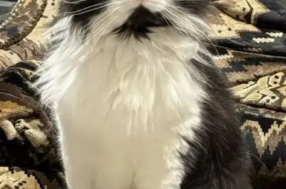Animaux perdus Uchaux, photo: Chat perdu, Chemin des Moulins, Uchaux - MILA, noire et blanche