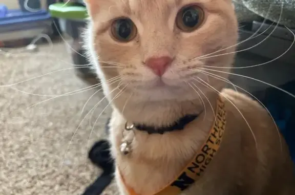 Lost pets Colorado Springs, photo: Lost male cat, Pierce Street, Arvada - light orange with classic tabby markings