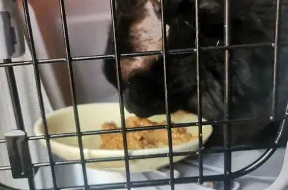 Negro de pelo largo. Muy bueno, se le ve cuidado y sociable. Se cayó sobre las 22:15 del lunes 23 de marzo desde una altura. Al picar a vecinos nadie dijo que fuese suyo. En el hospital veterinario Retiro le vieron que no tenía chip, le pusieron calmante y vieron que no tenía lesión grave. Se lo han llevado al Centro de Protección Animal de Madrid Salud de la Fortuna (913 09 41 35) la mañana del martes 24 de marzo.