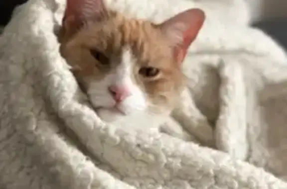 Chat perdu, Paris, photo: Perdu Chat homme, Boulevard Mutuel, Le Mans - couleur crème, poil court