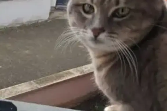 Animaux perdus Savigneux, photo: Perdu chat mâle, Résidence des Lupins, 14, Savigneux - de petite taille