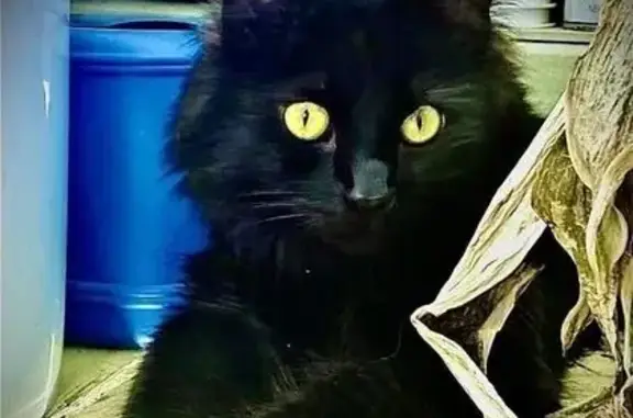 Missing cat Nashville, photo: Lost male cat, Polk Forest Circle, Nashville - all black with flea collar