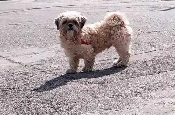 Ele é da raça Shih Tzu bege com cinza.