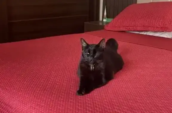 Gato desaparecido Fêmea (brl002522) - photo