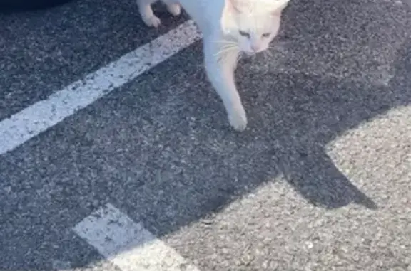 Animaux trouvés Bondy, photo: Trouvé Chat, Avenue Jean Aicard, 477, Saint-Laurent-du-Var - Blanc sociable