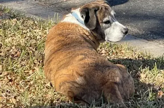 Lost male dog, Cervin Boulevard, Wells Branch - brown with black stripes - photo