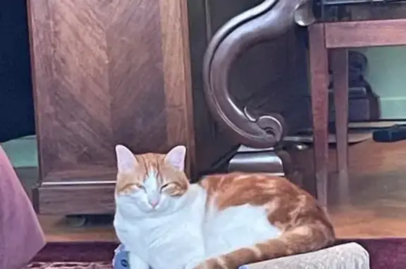 Chat perdu, Rue François Legallais, 36, Arcachon - Chat roux avec blanc - photo
