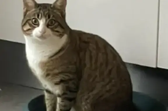 Chat perdu, Rue Thalie, Toulon - Mowgli, tigré et blanc - photo