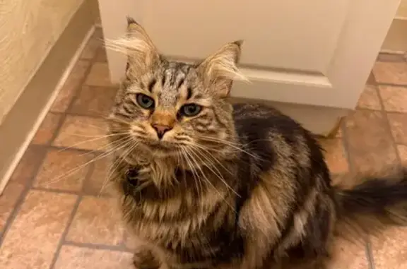 Lost male cat, Cross Lane, Abingdon - super friendly with an awesome coat - photo