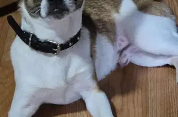 Lost male dog, Barbour County Highway, Philippi - brown and white coat - photo