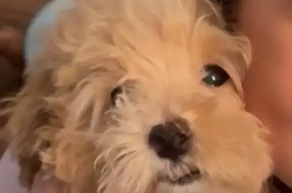 Lost male dog, Southwest 132nd Avenue, 25968, Homestead, Miami - white tuff on chest - photo