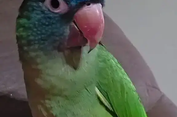 Lost bird, Fairview, Utah - green with blue head - photo