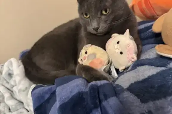 Missing cat Springdale, photo: Lost male cat, Morrison Place, Springdale - grey with yellow/green eyes