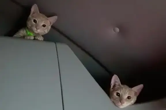 Missing cat Rialto, photo: Lost male cat, Sierra Lakes Parkway, Rialto - light orange tabby with two collars