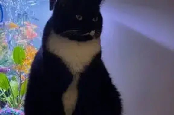 Lost female cat, Hall Avenue, Meriden - black and white fur - photo
