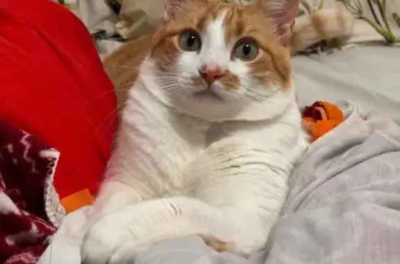 Perdido gato macho, Calle San Ildefonso, 5, San Pedro Alcántara - lomo naranja y pecho blanco - photo