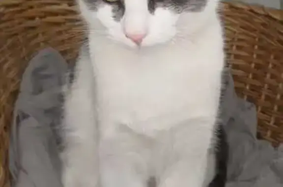 Animaux perdus Onzain, photo: Perdu Chat homme, Chemin du Gravier, Veuzain-sur-Loire - gris et blanc