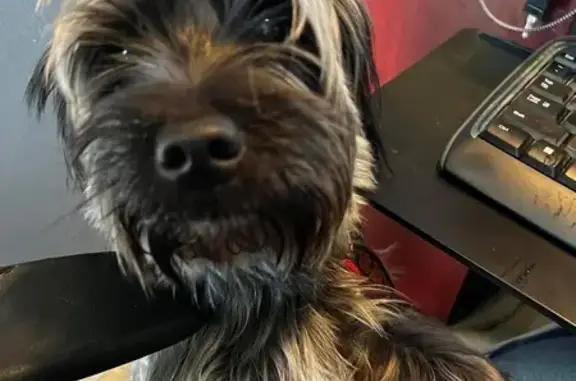 Found dog Alton, photo: Found male dog, Rock Springs and Brown Street, Alton - small terrier