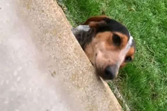 Chien perdu, Saint-Paul-des-Landes, Toulouse - petite femelle docile - photo