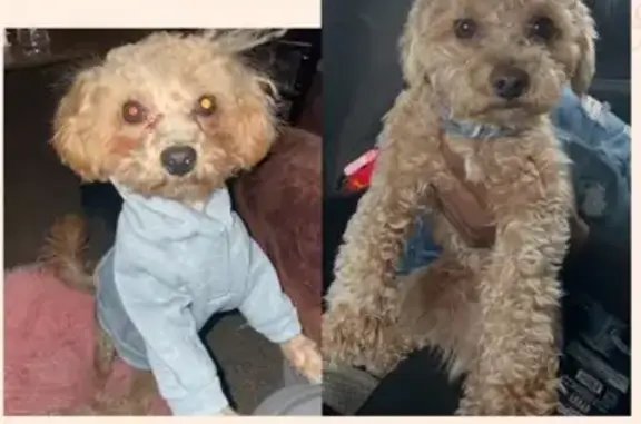 Lost Male Dog, Mansfield Street, Detroit - Tan Toy Maltipoo - photo