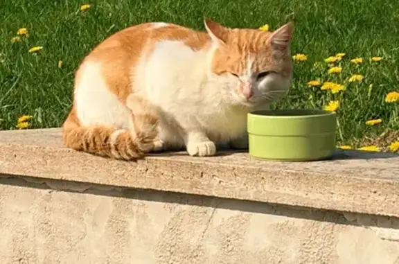 Animaux trouvés Toucy, photo: Trouvé Chat homme, Rue Paul Bert, Parly, Toucy - blessé au cou